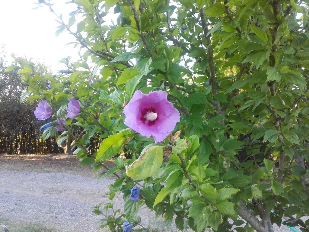 הוילה צ'רטאלדו Agriturismo Il Torrione מראה חיצוני תמונה